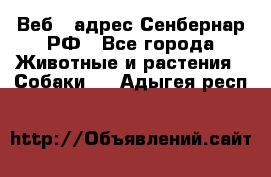 Веб – адрес Сенбернар.РФ - Все города Животные и растения » Собаки   . Адыгея респ.